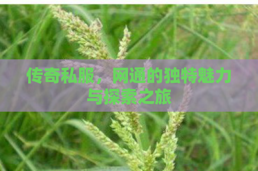 传奇私服，网通的独特魅力与探索之旅