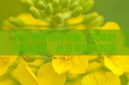 艾草的用法有哪些，艾草的神奇用途，从古老草药到现代生活的多面手