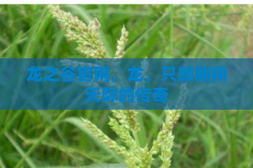 龙之谷官网，龙，只顾翱翔天际的传奇