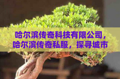 哈尔滨传奇科技有限公司，哈尔滨传奇私服，探寻城市传奇的私密角落