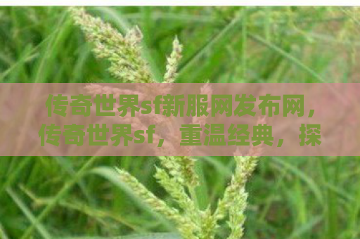 传奇世界sf新服网发布网，传奇世界sf，重温经典，探索未知