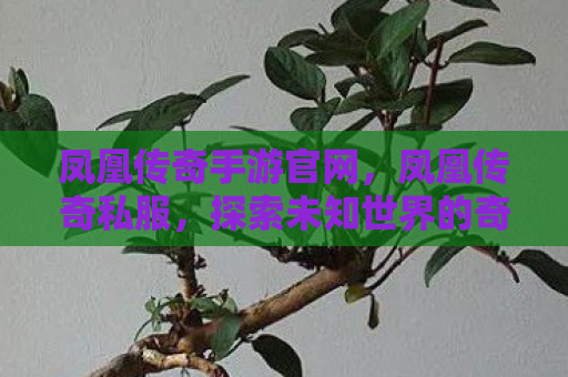 凤凰传奇手游官网，凤凰传奇私服，探索未知世界的奇幻之旅