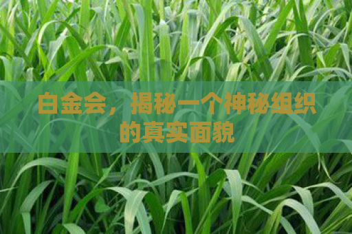 白金会，揭秘一个神秘组织的真实面貌