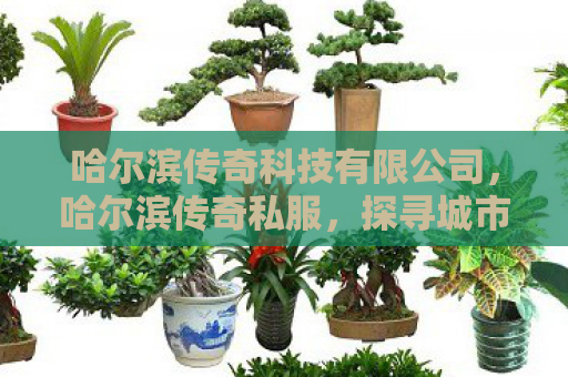 哈尔滨传奇科技有限公司，哈尔滨传奇私服，探寻城市传奇与私服的交织
