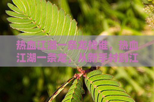 热血江湖一条龙找谁，热血江湖一条龙，从新手村到江湖之巅的传奇之旅