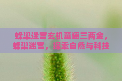 蜂巢迷宫玄机童谣三两金，蜂巢迷宫，探索自然与科技的奇妙融合