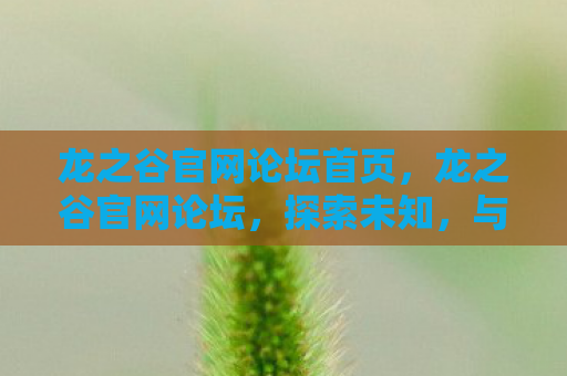龙之谷官网论坛首页，龙之谷官网论坛，探索未知，与玩家共筑传奇